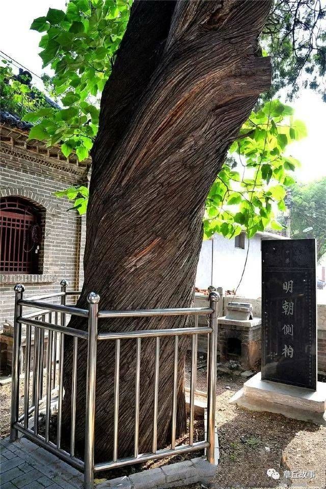  善财|鸳鸯柏的传说