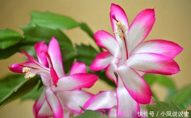 几种花卉好养易活,比绿萝好养,比兰花更美,花开香气满屋