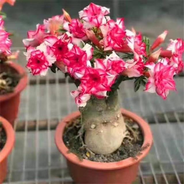 什么时候|沙漠玫瑰,什么时候要晒太阳什么时候不能晒太阳有必要明白!