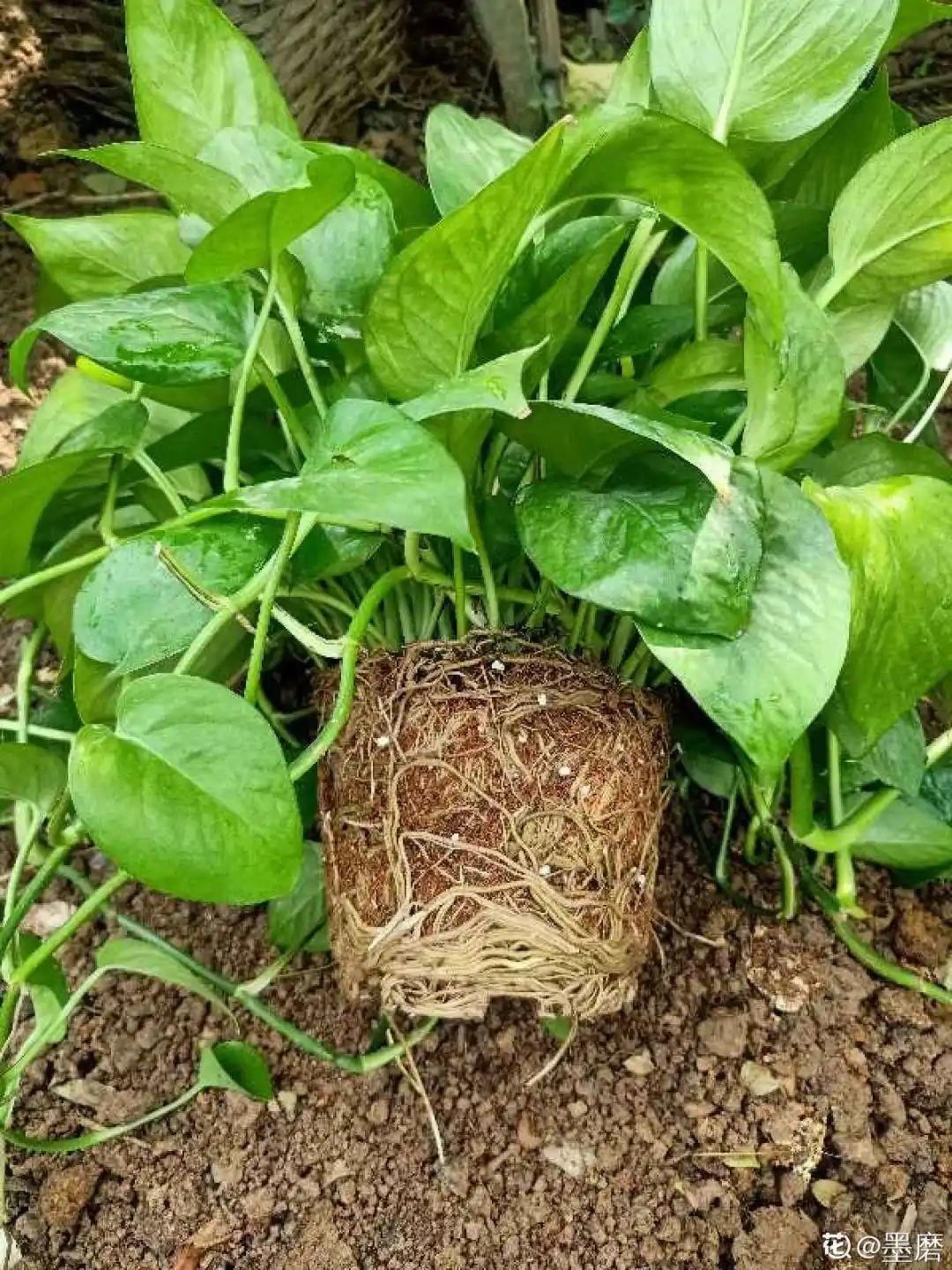 买的花总不活，秘密全在花盆里，搬起来看看才知道