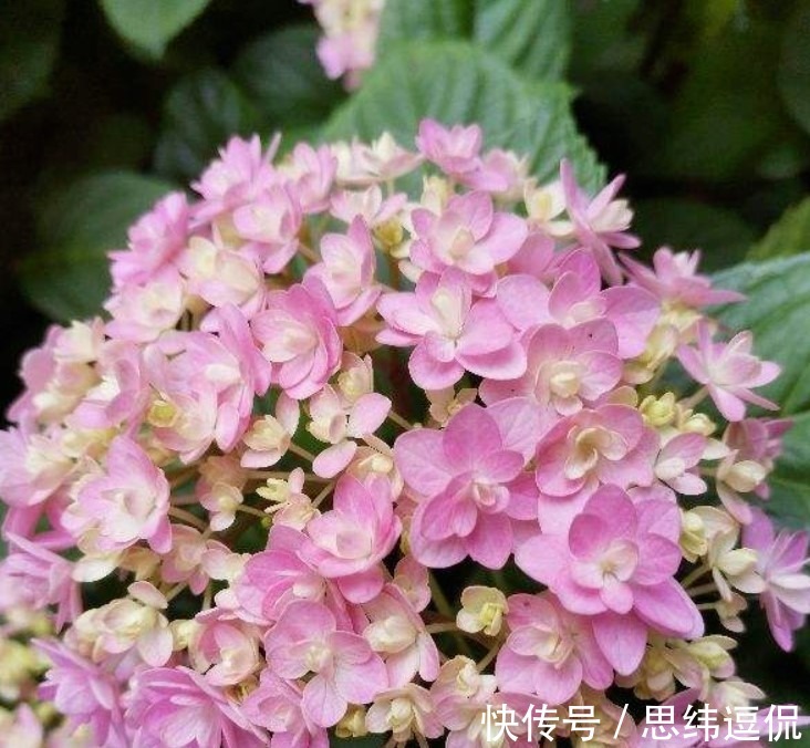 月季花|这两种花卉,花色极多,花朵有拳头那么大