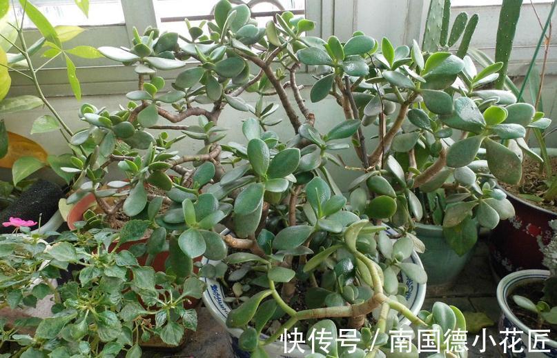 家庭养玉树:多注意4项事,长得枝叶繁茂,格外出彩