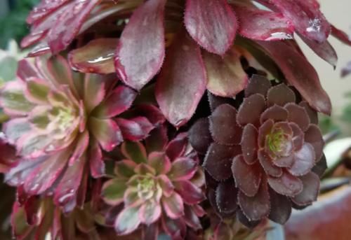 多肉红覆轮锦是最容易变异的法师，这些法师品种都跟它有莫大的关系