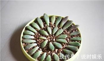 栽种多肉的方法，只要注意几点，保准越长越旺！
