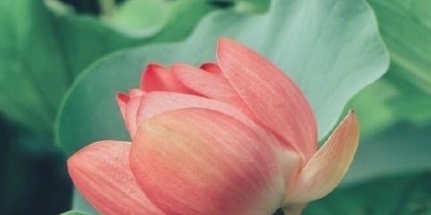 红蕖&荷花有33个名字，不说不知道，12首经典古诗词，都是写荷花的