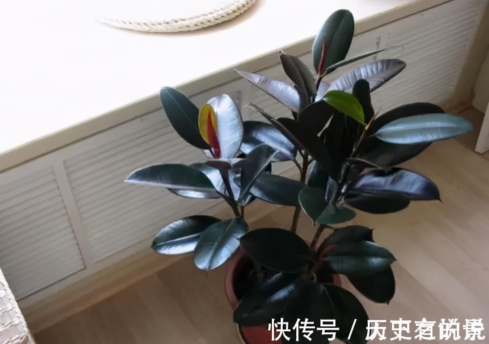 大气|6种漂亮花,耐阴又好养,端庄大气长势旺,适合北阳台