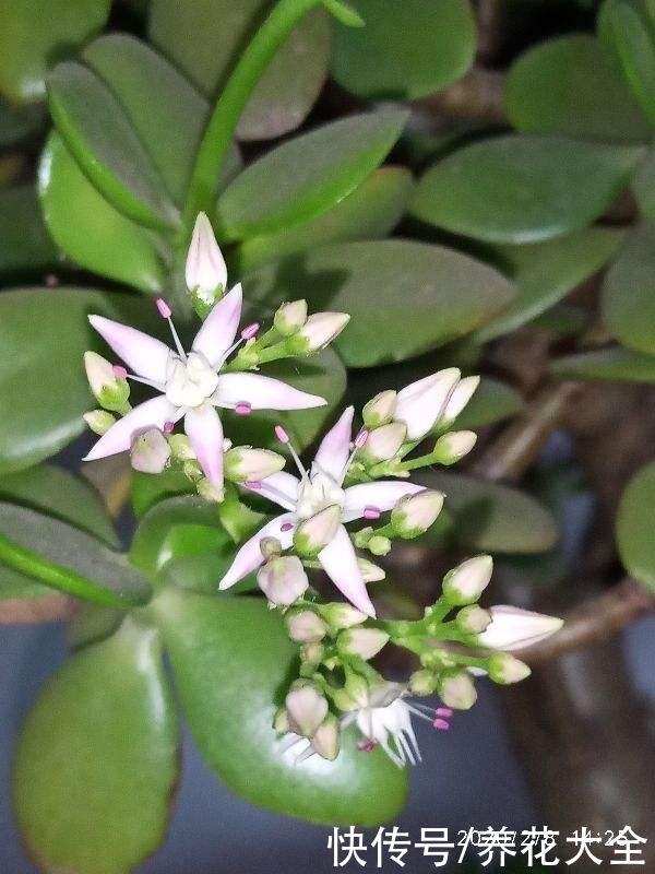 玉树开花真是“好兆头”，吉祥如意还镇宅，记住养护要点最重要
