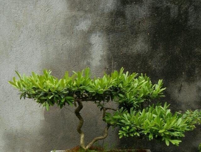 珍珠黄杨|一种树型古朴的植物盆景,四季常青,好养护,非常适合放在室内观赏