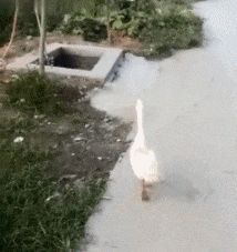 |搞笑GIF:狗狗自信的一跳,这样的结果尴尬了