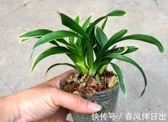 兰花|墨兰红神荷,一款品相独特的兰花,盆栽花大色艳,拍照十分美