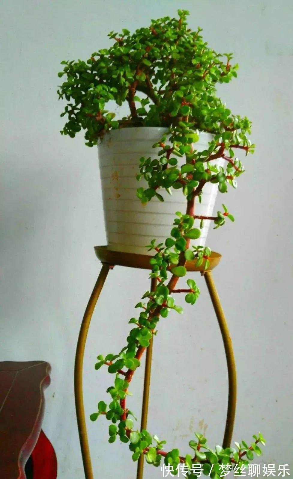 君子兰|老花农1句话，茶花养的花大叶绿，比看书还长知识！