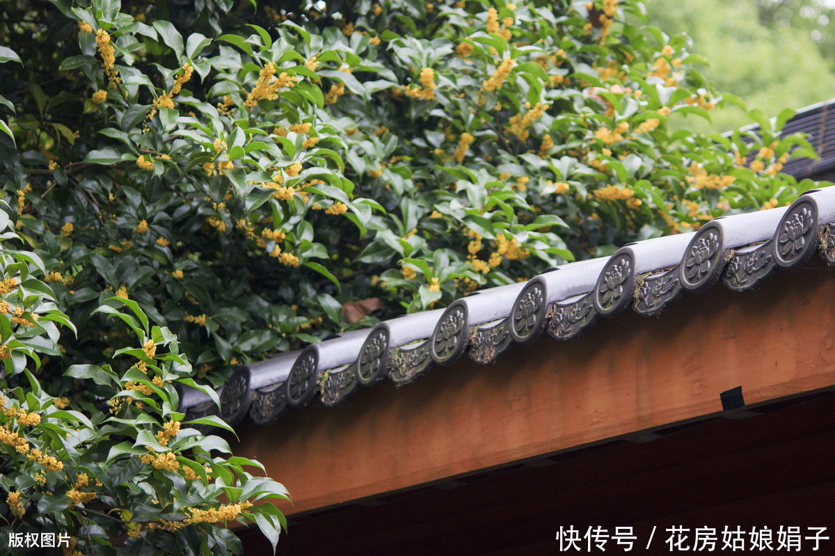 泥炭土|一根枝条,一个花盆,在家自己种桂花,不花钱也能嗅花香