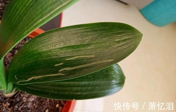 君子兰叶子开裂,出现黄斑,平常养护需注意,不要碰它的叶子