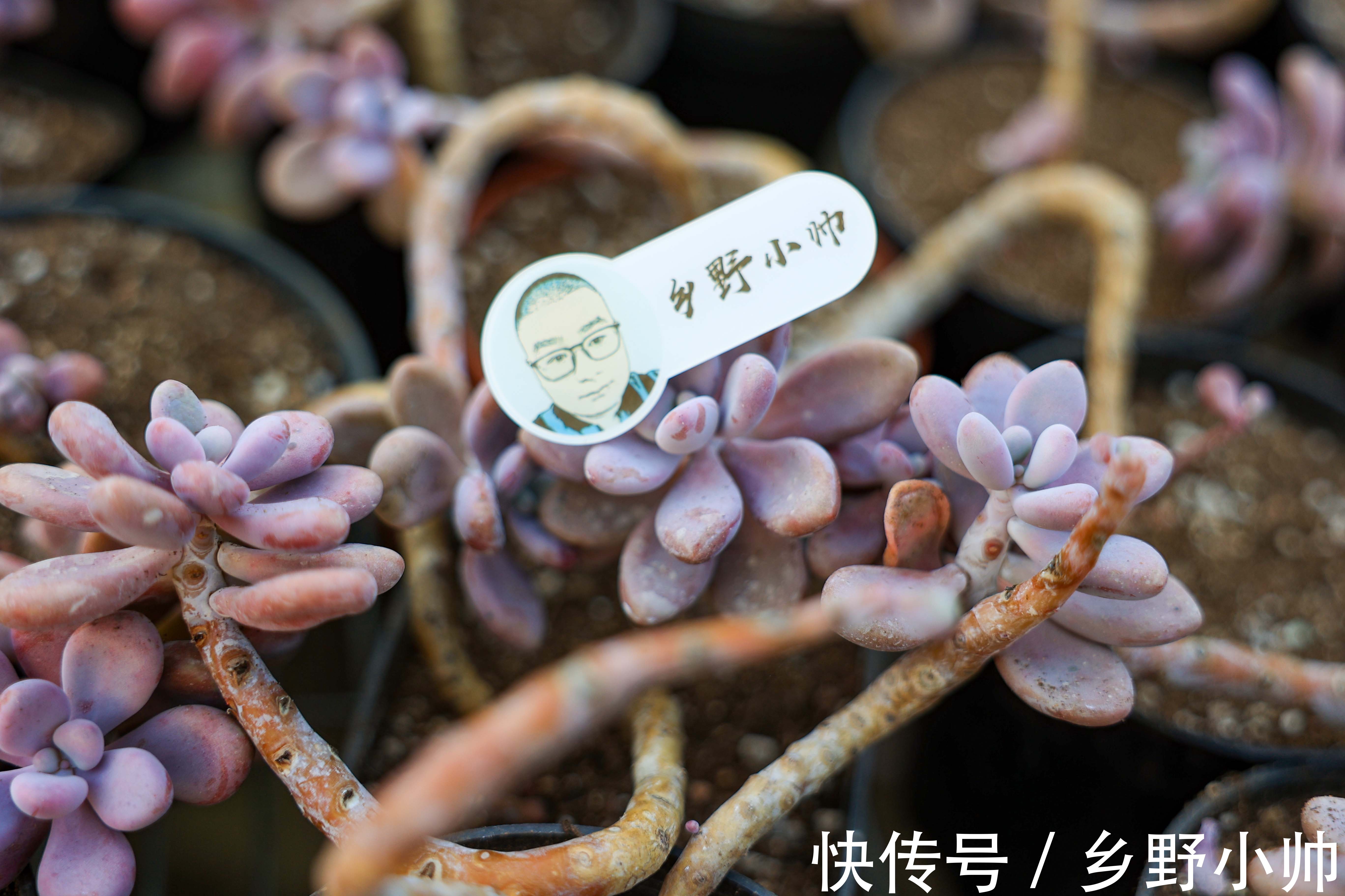 如何让多肉快速服盆？不同季节都应该怎么管理？受那些因素影响？