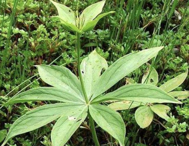 阳台上|“珍贵”的1种野草,在竹林里“不显眼”,殊不知,280元1斤