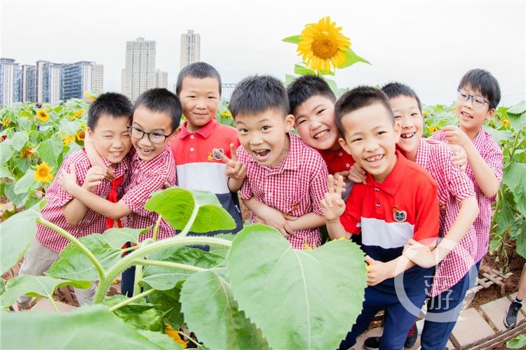 花盘|重庆这群小学生在教学楼楼顶种出了一片向日葵花海！