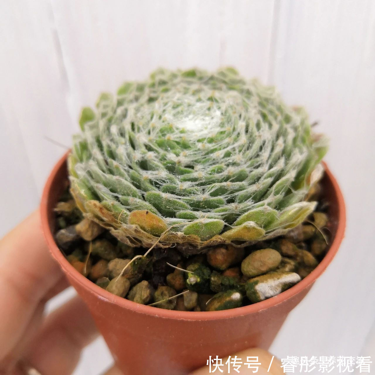 常年“爆崽”的长生草多肉,原来是开完花就挂,你能将它养好么?