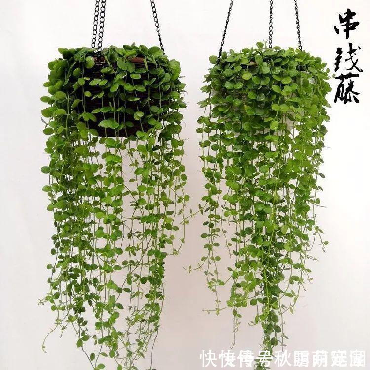 叶片|八种命里带“钱”的植物,家里养一盆,招财又旺运,你家养了几种