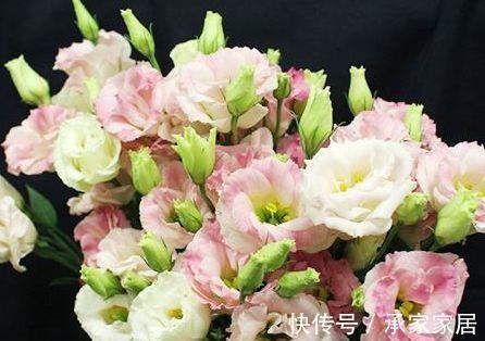 美极了|从8月20日开始,家养此款花卉,花型奇特美丽,养盆放阳台美极了