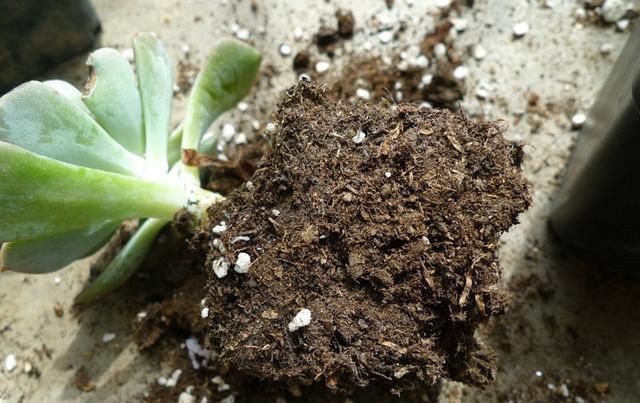 新手浇水切莫急,教你怎么判断浇水时间,也能养出美貌的萌多肉