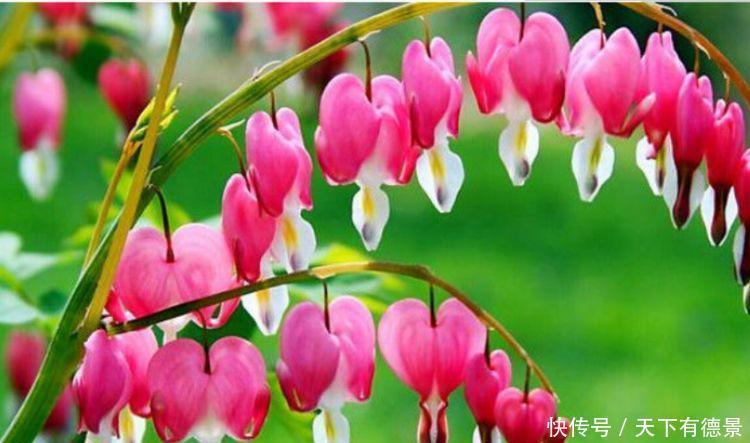 4种花自带财运,家里养一盆,比牡丹更好看,你喜欢吗?