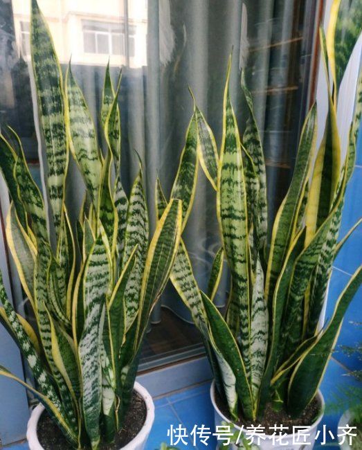 烂根|养花高手都嫌虎皮兰好养费盆,新手却养不好,因为2点操作不一样