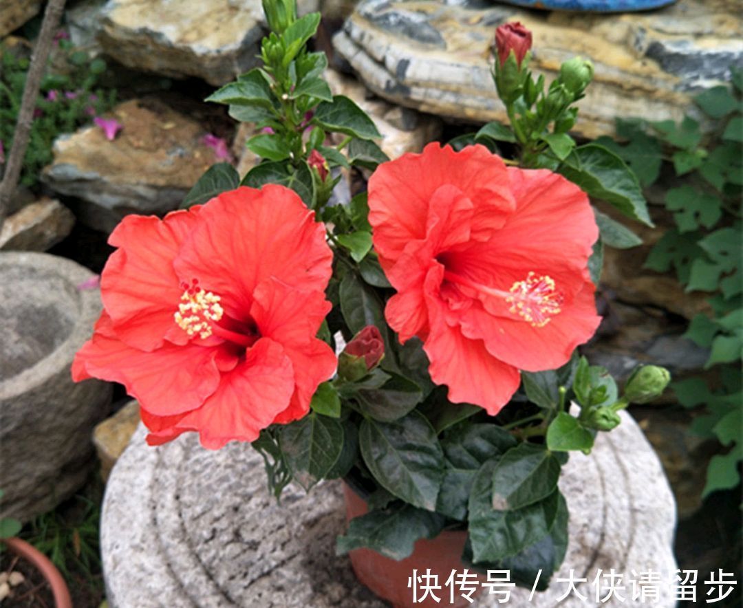 “人养花三年,花养人一生!”家居盆花100种,总有几款你喜欢