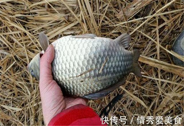 隔夜饭|这东西2块多1斤,简单处理专钓鲫鱼,你身边就有,别错过