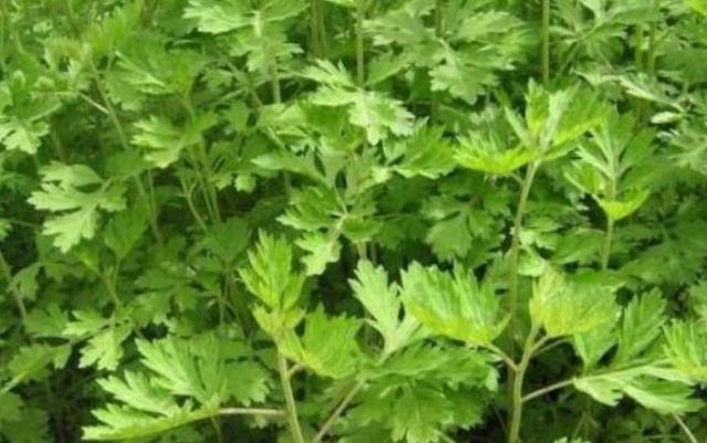 滋补身体|聪明女性都爱吃3种养生蔬菜，刮油消脂，滋补身体，营养又瘦身