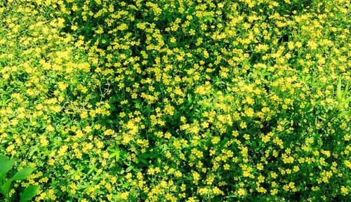  治疗|农村随处可见的野草，是治疗牙痛的小助手，可以消肿止痛