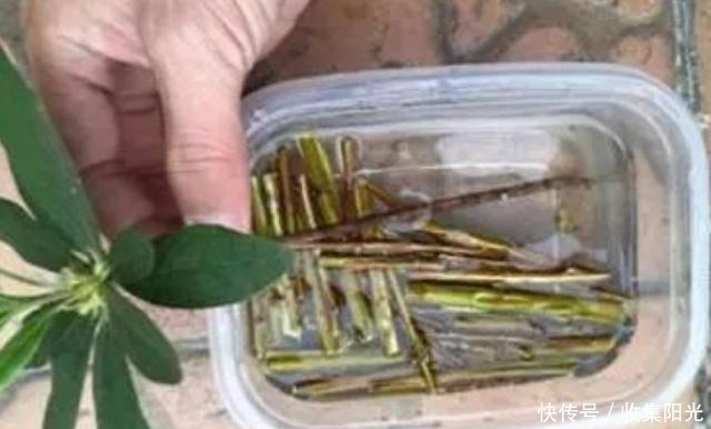 养花捡些“它们”,10年不换盆,土壤不结块,花草呼呼长!