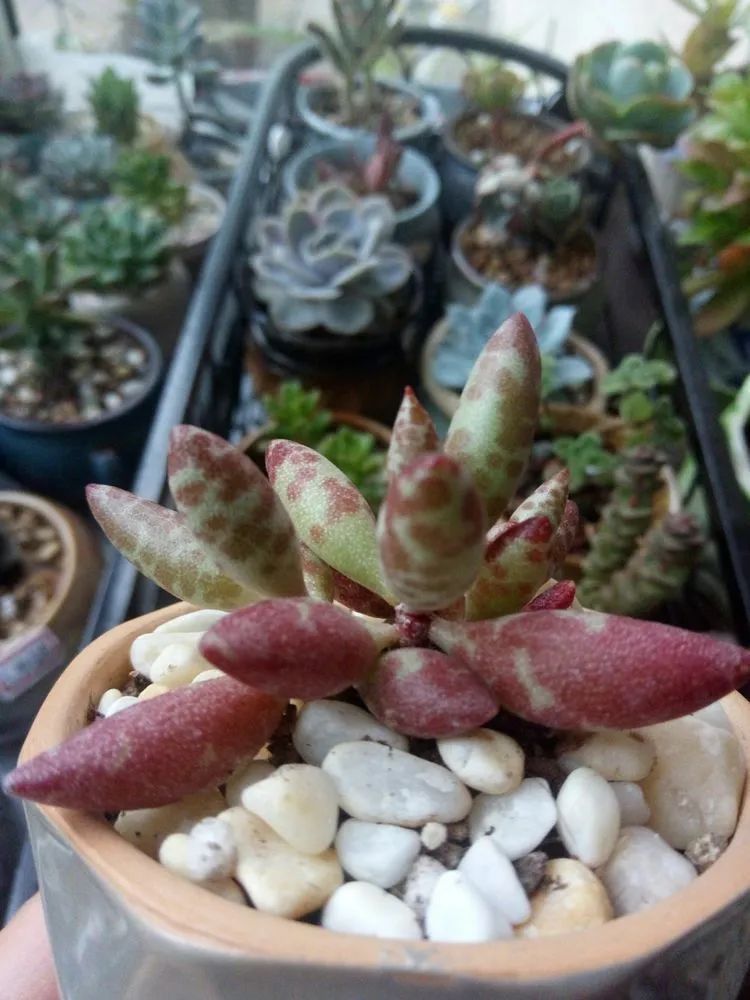 送瘟神,洒庭院,赏多肉,合家团聚话将来!