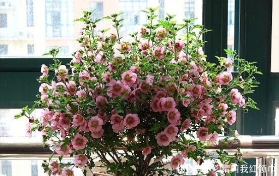 花量大,花期长,易养活,爱爆盆,阳台养花的首选