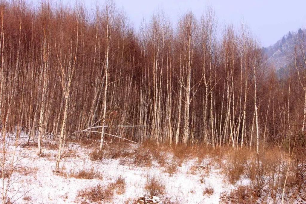 胜地|宝鸡这里雪景迷人，岭南公园成网红打卡胜地！