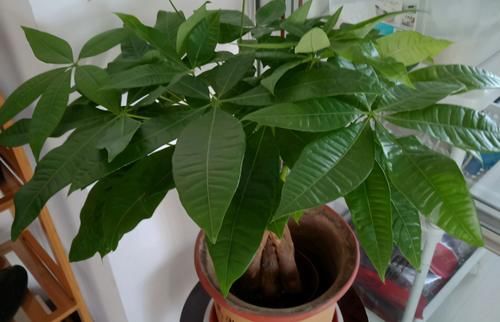 发财树烂根、叶片枯黄耷拉，养花人别灰心，调整这2点就好了