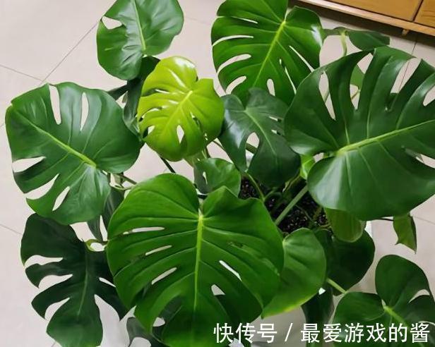 龟背竹的正确养护技巧,做到这几点,叶片油绿又茂密