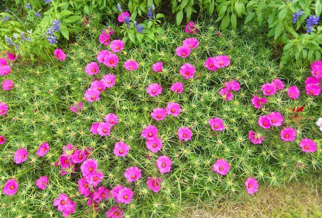 养花技巧粗生粗养也能四季开花！少养1种都觉得亏了