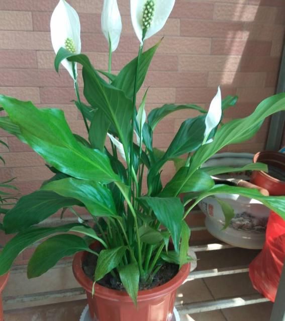 养白掌,做好“四不要”,才能绿油茂盛,开花不停