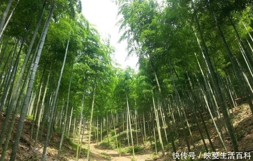  喜欢竹子|农村俗语“房前不栽竹，屋后不栽树”为什么房前不能栽竹子