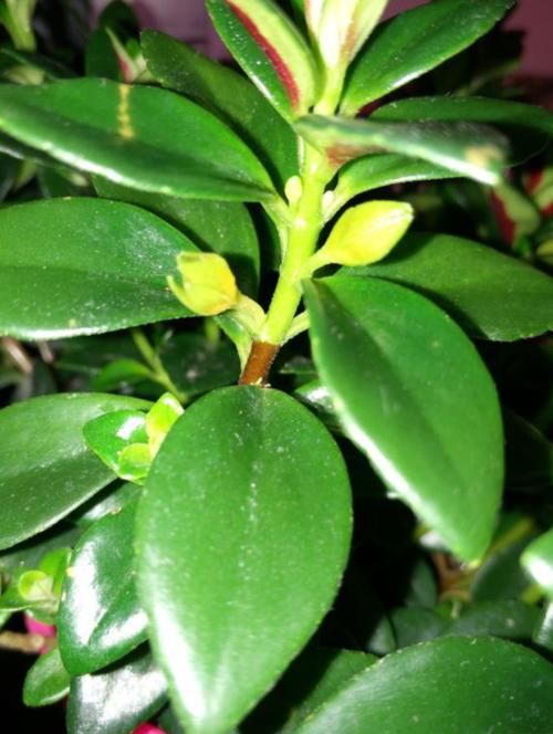 金鱼吊兰花苞干枯，不能正常开放？改善养殖方法，“金鱼”挂满枝