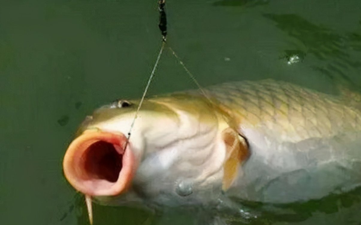 糜子|钓鲤鱼选对饵料才能钓大鱼,饵料按照这样去做,不咬钩都难