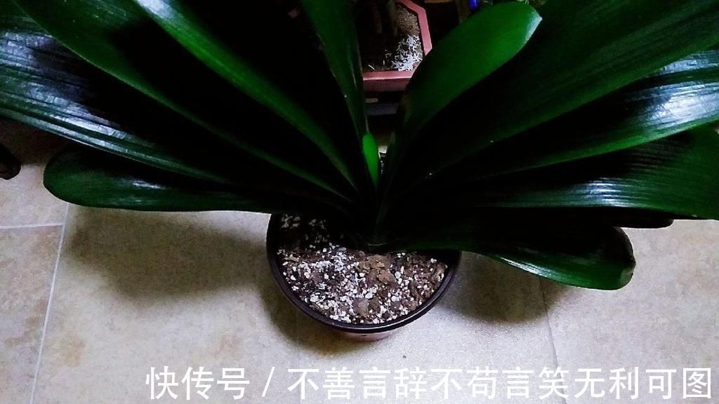 植株|怎么养君子兰最正确?新手先避开这5大雷区,养好根开出美丽的花