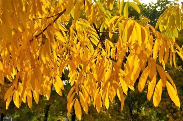 黄叶如金,最美黄叶诗7首赏读金风浦上吹黄叶,一夜纷纷满客舟