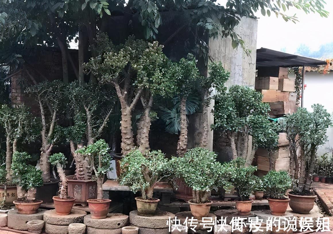 根系|寿命长的“3种花”,最喜欢用小盆栽种,盆越“小”长得越好