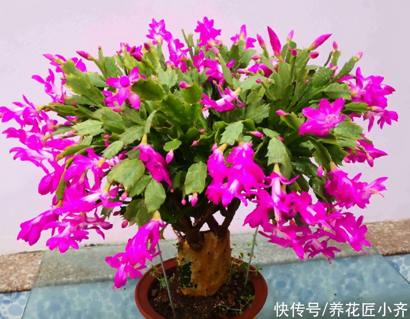 前提|蟹爪兰夏季也生长，只要做好一个“前提”，再合理养护就可以