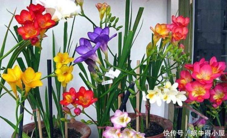 4种花对待懒人超友好的,一个月不浇水都没事,颜值超高的