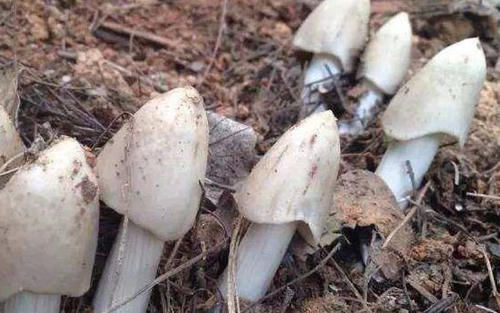 女性不想早衰老，多吃三種食物，補(bǔ)充營(yíng)養(yǎng)，調(diào)理腸胃，增強(qiáng)體質(zhì)