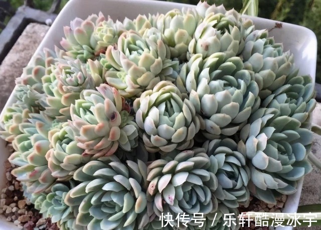 多肉“换盆”有什么困难，该怎么解决看“这”保准不出错