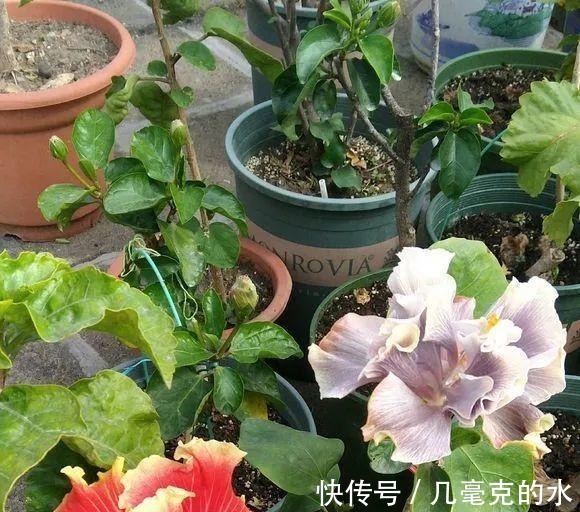 人养花，花亦养人！8种能“吃”的花，漂亮又美味，建议养一盆！