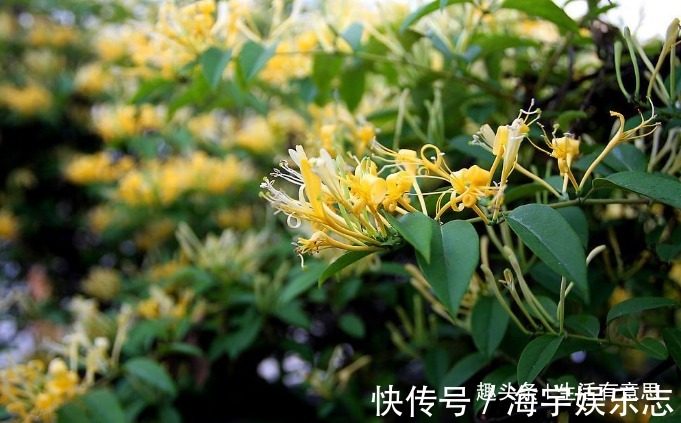 乐开花|阳台上种点“金条”好不教你几招，年年爆发，乐开花！